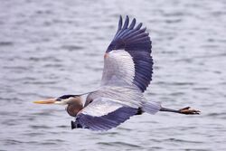 Great blue heron - natures pics.jpg