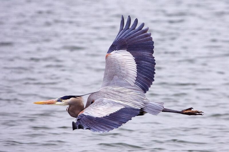 File:Great blue heron - natures pics.jpg
