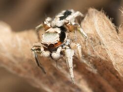 Habronattus pyrrithrix 01.jpg