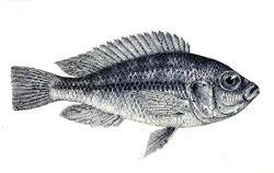 Haplochromis crassilabris.jpg