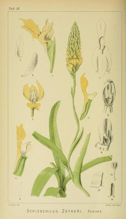 Harry Bolus - Orchids of South Africa - volume I plate 018 (1896).jpg
