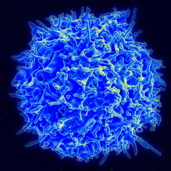 File:Healthy Human T Cell.jpg