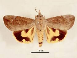 Hypocala guttiventris female dorsal.jpg