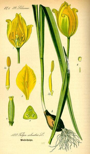 File:Illustration Tulipa sylvestris0.jpg