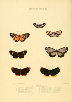 Illustrations of new species of exotic butterflies Limnas, Ithomeis &c.jpg