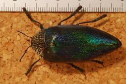 Jewel Beetle (Sternocera pulchra pulchra) (8230715904).jpg