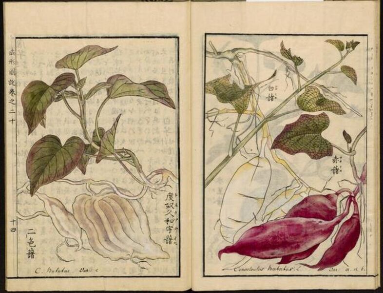 File:Leiden University Library - Seikei Zusetsu vol. 20, page 014 - 度奴久和宇藷 - Ipomoea batatas (L.) Lam. - 赤藷, 白藷 - idem., 1804.jpg