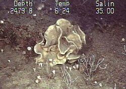 Leiodermatium sp deepwater sponge.jpg