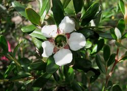 Leptospermum deuense 5335.jpg