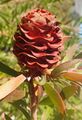 Leucadendron conicum 16086168.jpg