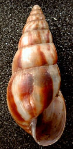 Limicolaria aurora shell.jpg