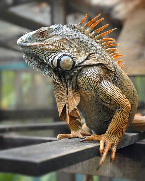 File:Male Green Iguana Belize.jpg