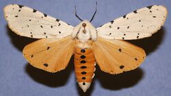 Male Salt Marsh Moth, Megan McCarty112.jpg