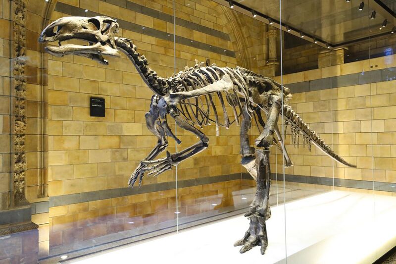 File:Mantellisaurus left side.jpeg