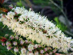 Melaleuca armillaris-Flowers.jpg