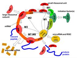 MiRNA mechanisms.jpg