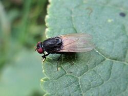 Minettia longipennis (Lauxaniidae sp.), Elst (Gld), the Netherlands.jpg