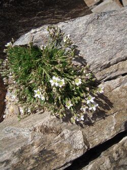 Minuartia recurva Canigou 09.JPG