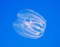 A transparent comb jelly floating in open water