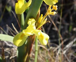 Moraea spathulata J Bay July 13 (2).JPG