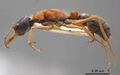 Myrmecia elegans antweb1008282 p 1 high.jpg