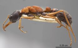 Myrmecia elegans antweb1008282 p 1 high.jpg