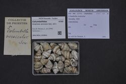 Naturalis Biodiversity Center - ZMA.MOLL.225941 - Amphissa versicolor Dall, 1871 - Columbellidae - Mollusc shell.jpeg