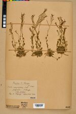 Neuchâtel Herbarium - Arabis serpyllifolia - NEU000022532.jpg