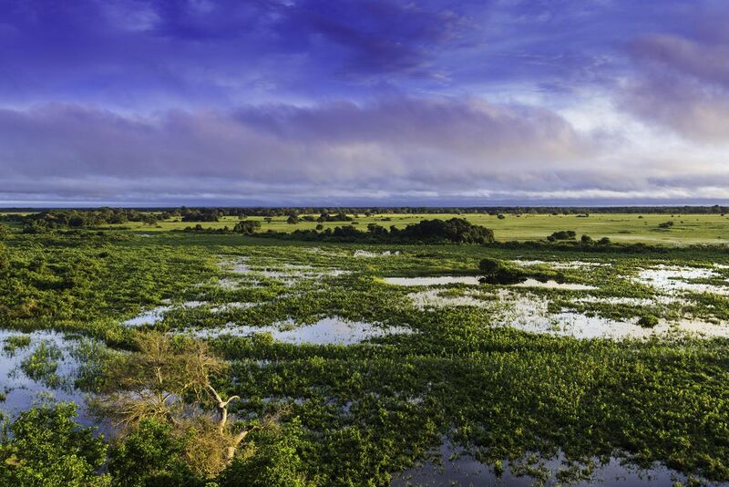 File:Pantanal, Mato Grosso, Brasil.jpg