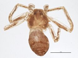 Philodromus mineri (Yyyyoh).jpg