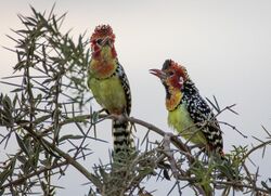 Photo of Red-and-yellow barbet.jpg