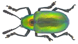 Platycorynus dejeani Bertolini, 1849 (17022014971).png