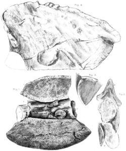 Polacanthus fossils.jpg