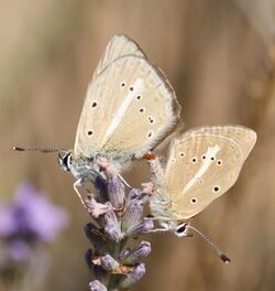 Polyommatus ripartii.JPG