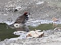 Prevosts Ground-Sparrow (Melozone biarcuatum) (5771871547) (cropped).jpg