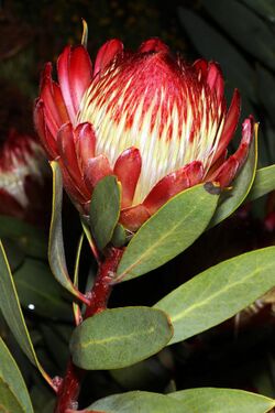 Protea glabra 5Dsr 0431.jpg