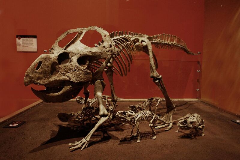 File:Protoceratops & juveniles.jpg