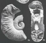 Pseudocrioceras anthulai - Paja Formation, Colombia.jpg
