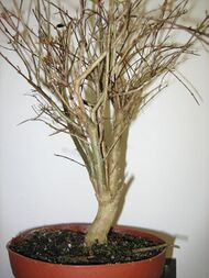 Punica granatum bonsai.jpg