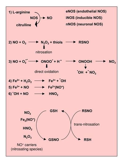 Reactions leading to generation of Nitric Oxide and Reactive Nitrogen Species. From Novo and Parola, 2008.[1]