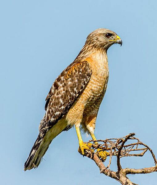 File:Red-shouldered Hawk (Buteo lineatus) - Blue Cypress Lake, Florida.jpg