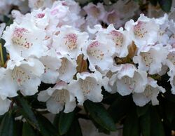 Rhododendron wardii var puralbum.jpg
