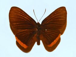 Riodinidae - Melanis cinaron.JPG