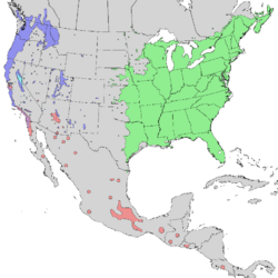 Sambucus nigra canadensis & cerulea range map 2.png