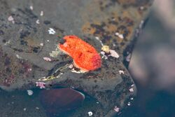 This bright orange-red sea cucumber is 2 centimeters long, with light orange papillae spread across its dorsal surface. The papillae on its posterior are holding a flat square pebble on top. It was found near the bottom of a tide pool clinging to a rock or possibly walking with hundreds of tube feet poking out from the entire perimeter of its mantel. It is also holding a square but flat pebble on its right rear. Its feeding tentacles are contracted in a light red circle on its head.