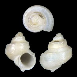 Seashell Lophocochlias escondidus.jpg
