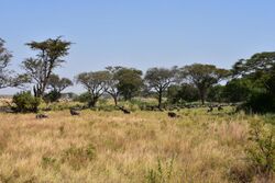 African savanna. Trees in the background, grassland in the foreground, wildebeest crossing