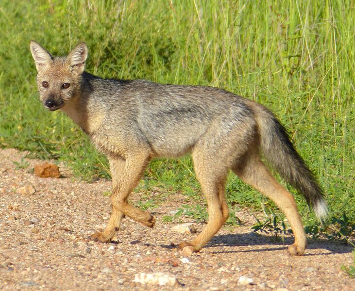 File:Side-striped Jackal (Canis adustus)- rare sighting of this nocturnal animal ... (13799300905).jpg