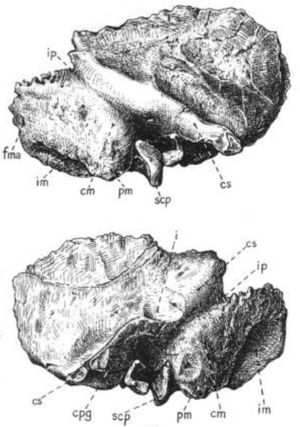 File:Sinanthropus Skull III.png