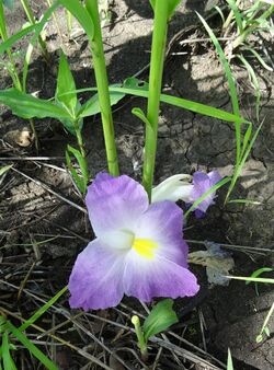 Siphonochilus aethiopicus 1 (11668847913).jpg